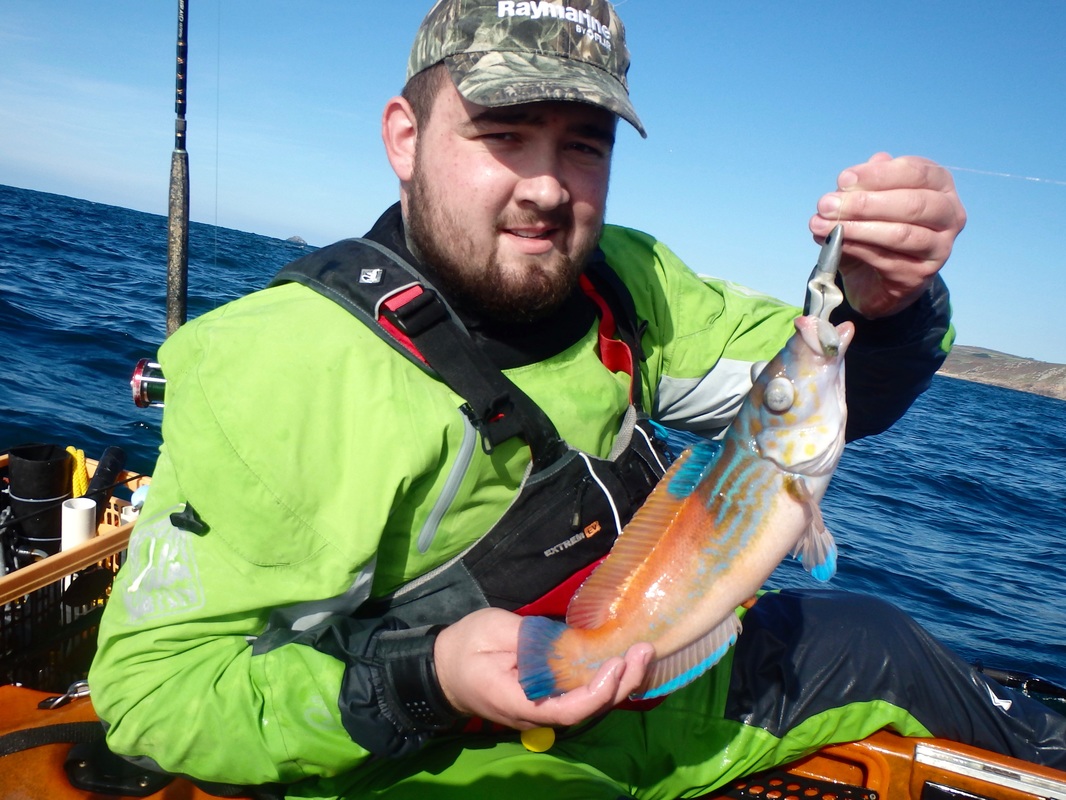 Cuckoo Wrasse caught Kayak Lure Fishing