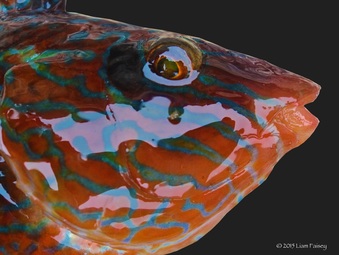 Male Corkwing Wrasse - Symphodus melops 