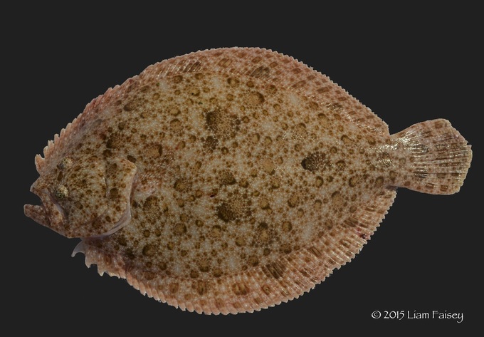 Brill - Scopthalamus rhombus