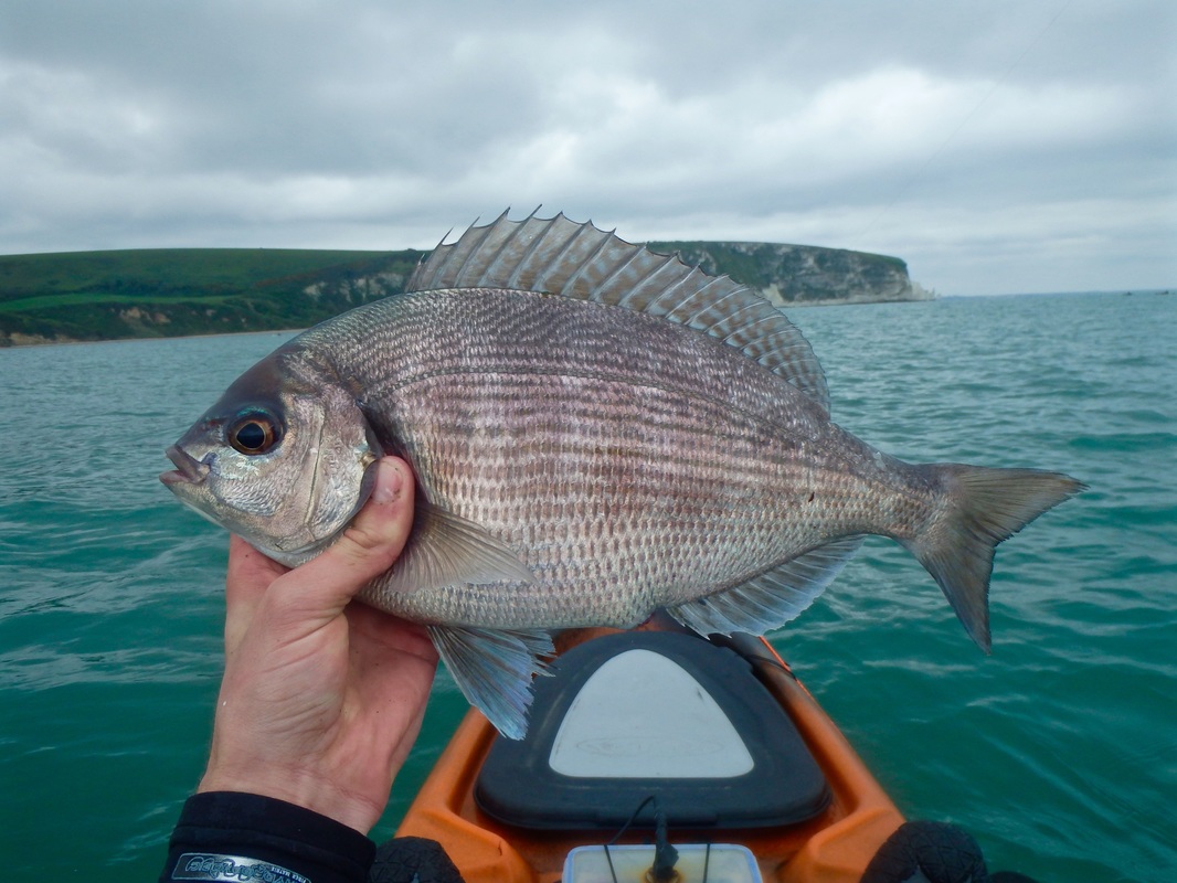 Female Black Bream caught kayak fishing at Swanage
