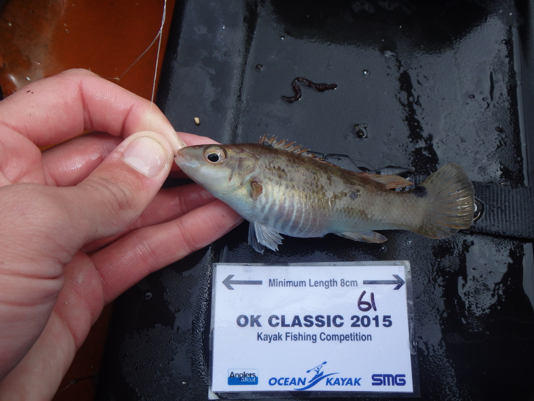 Goldsinney Wrasse caught at the Ocean Kayak Classic 2015