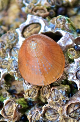 Blue Rayed Limpet - Patella pellucida var. laevis