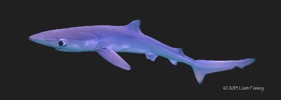 Blue Shark - Prionace glauca