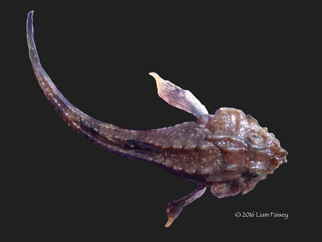 Pogge / Hook-Nose / Armoured Bullhead - Agonus cataphractus