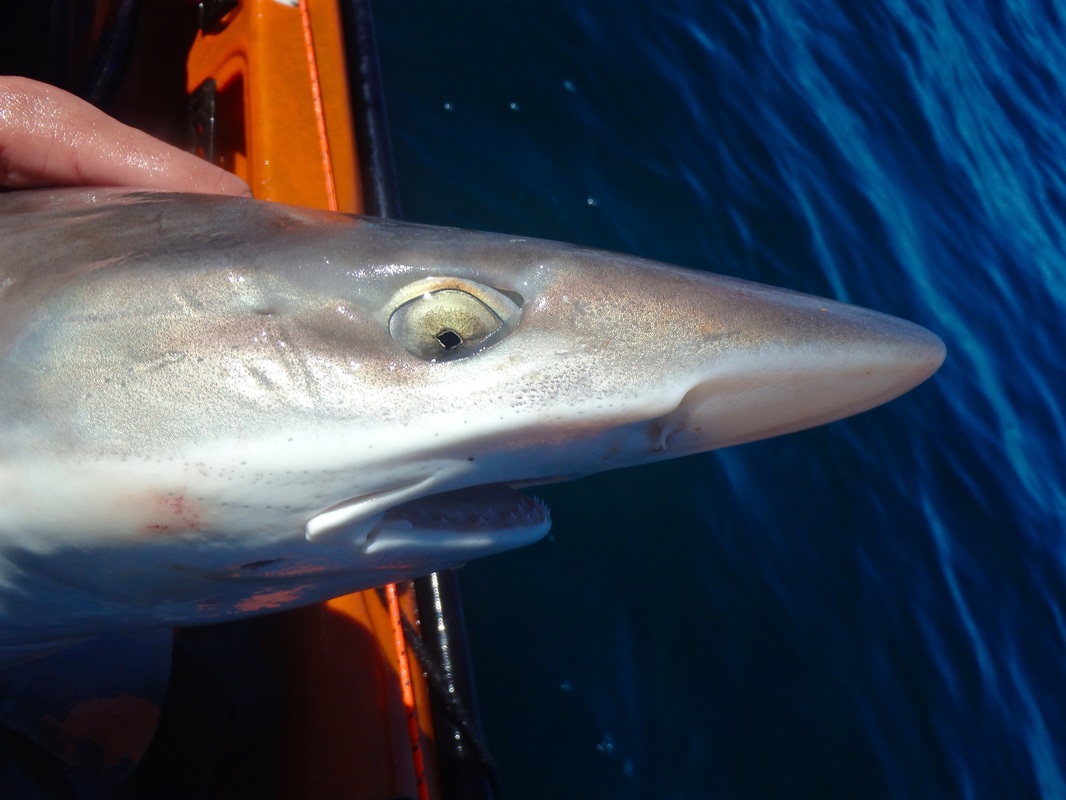 Tope caught from a Kayak