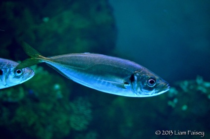 Scad - Trachurus trachurus