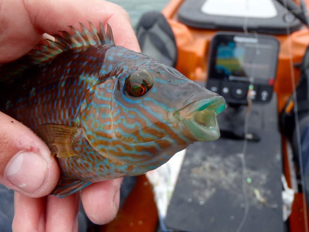 Male Corkwing Wrasse caught kayak fishing at Plymouth