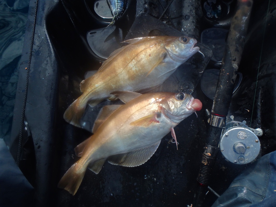 Pouting caught kayak fishing in Cornwall