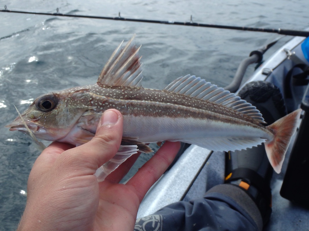 Grey Gurnard caught kayak fishing at Sennen