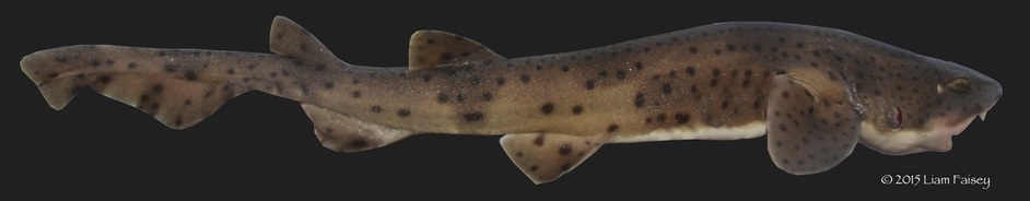 Bull Huss - Scyliorhinus stellaris