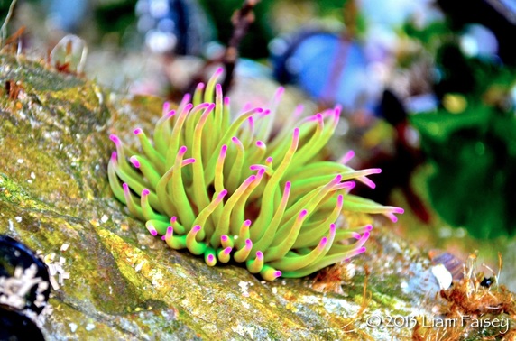 Snakelocks Anemone - Anemonia viridis - green morph