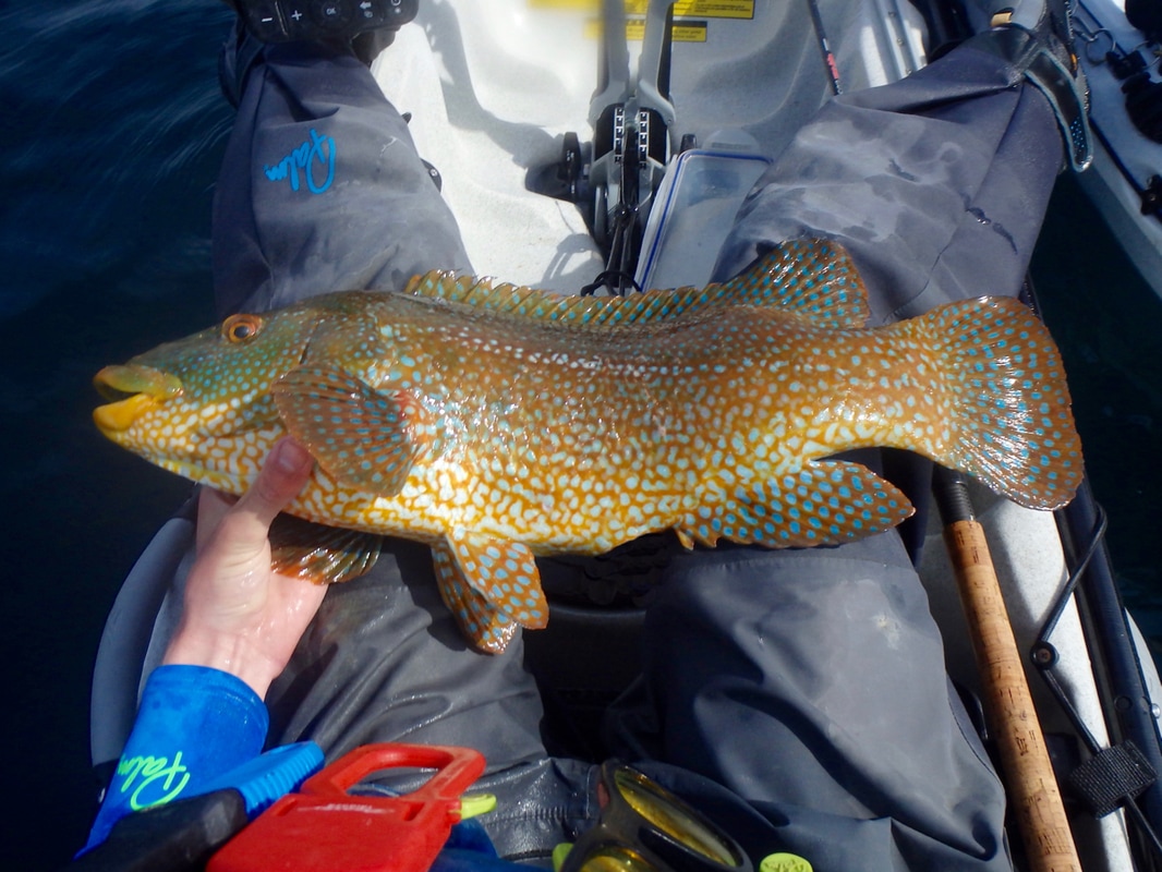 Big Ballan Wrasse Kayak Fishing
