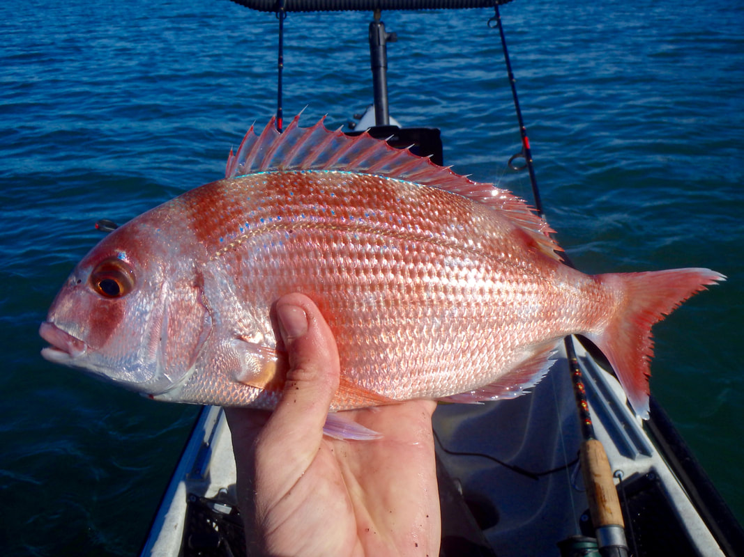 Catching Couch's Bream from the Kayak 