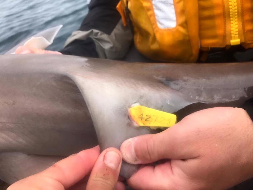 Irish Fisheries Board Tag Tope