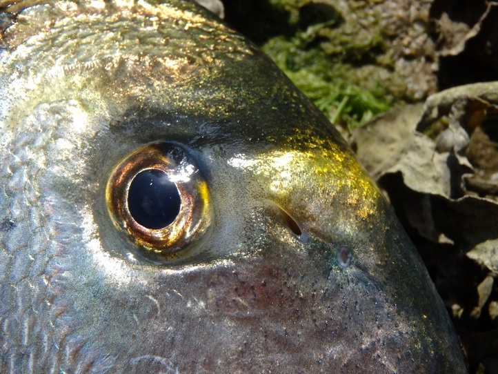 Gilthead Bream Head Close Up