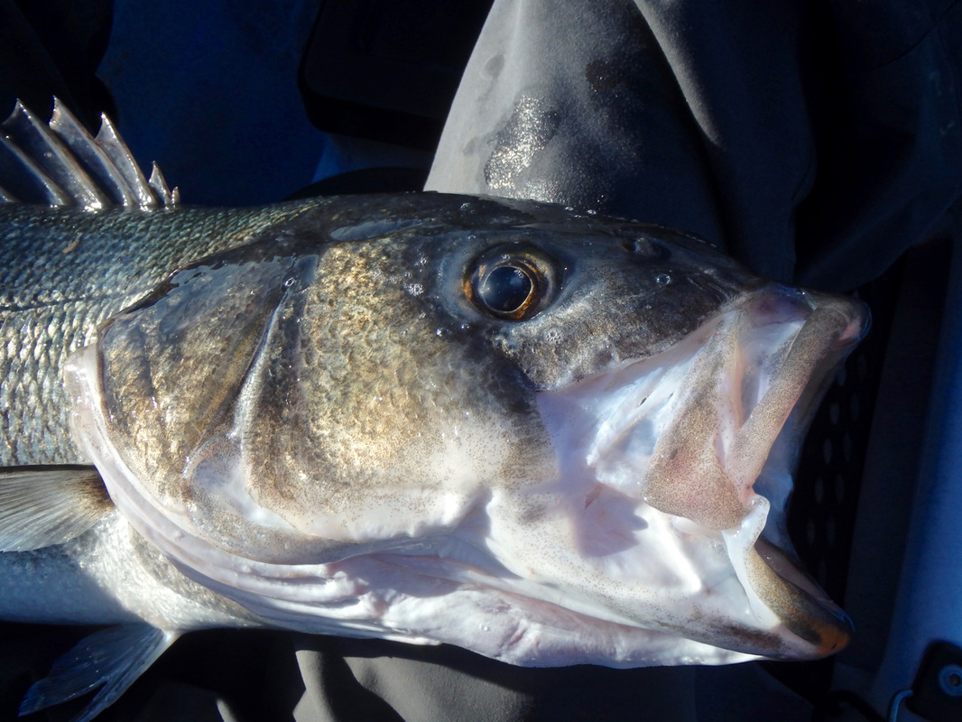 Kayak Bass Fishing Cornwall UK