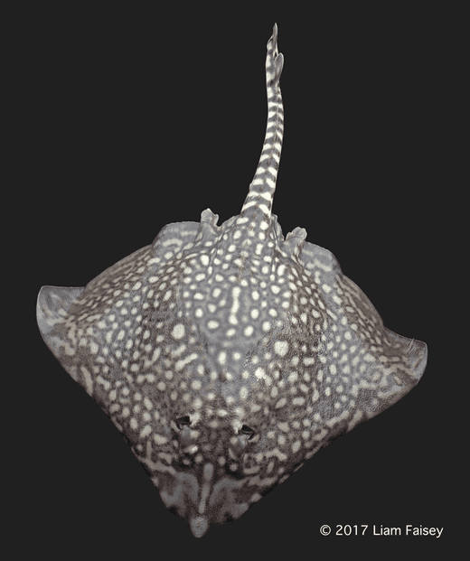 Thornback Ray - Raja clavata