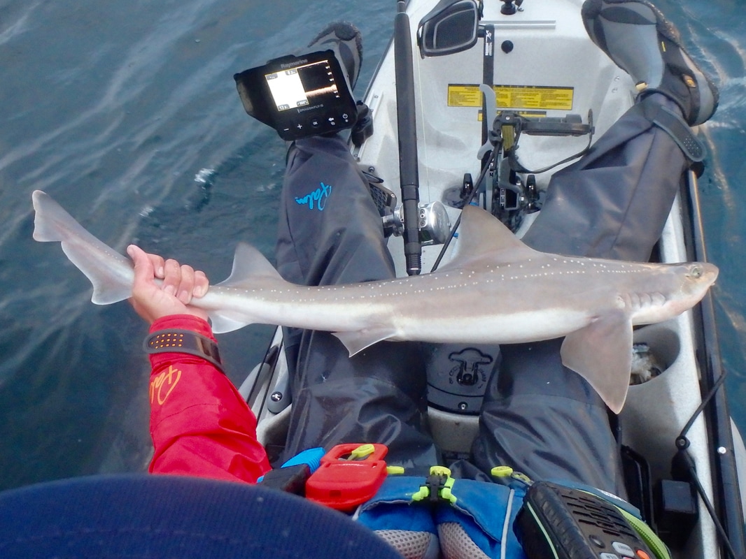 Smooth hound kayak fishing