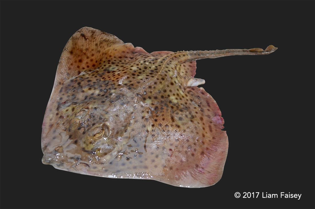 Spotted Ray - Raja Montagui