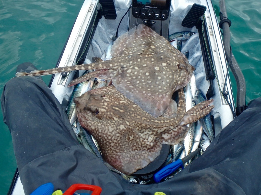 Thornback Ray Fishing on a Kayak