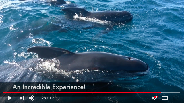 Pilot Whale Video Footage
